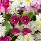 Schmuckset "Mil Flores" aus Mexiko